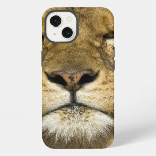 African Barbary Lion, Panthera leo leo, one of iPhone 13 Case