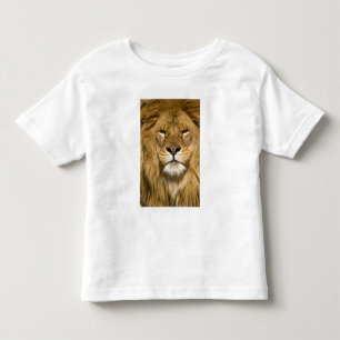 African Barbary Lion, Panthera leo leo, one of Toddler T-Shirt