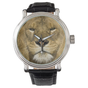 African Barbary Lion, Panthera leo leo, one of Watch