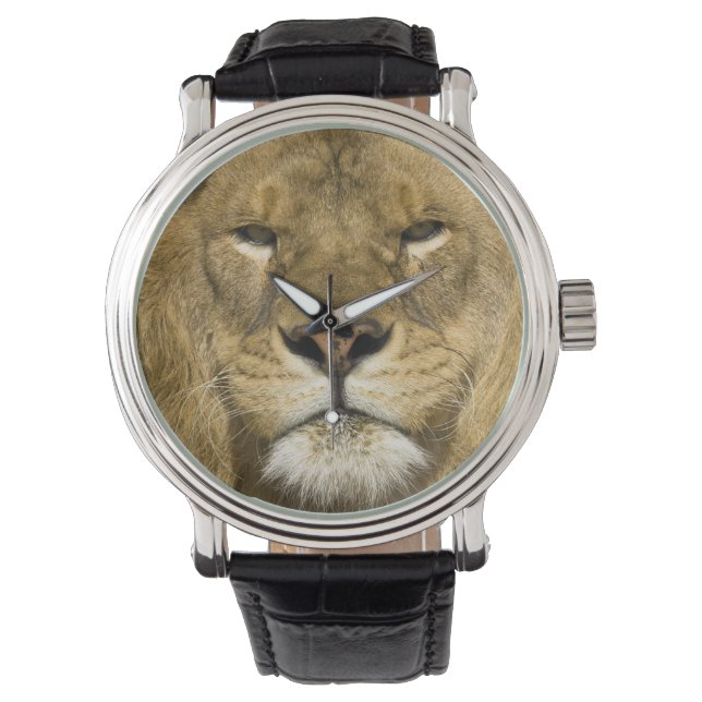 African Barbary Lion, Panthera leo leo, one of Watch (Front)