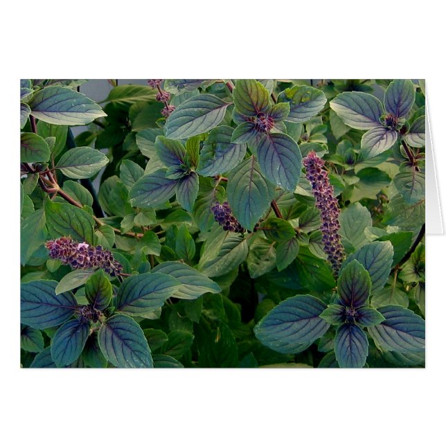 African Blue Basil (Front Horizontal)
