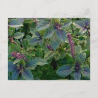 African Blue Basil