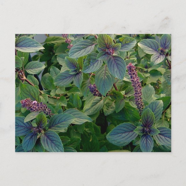 African Blue Basil Postcard (Front)