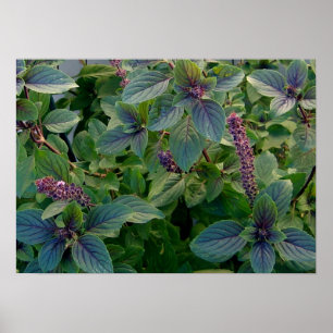 African Blue Basil Poster