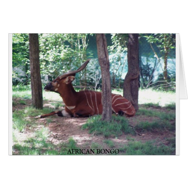 African Bongo (Front Horizontal)