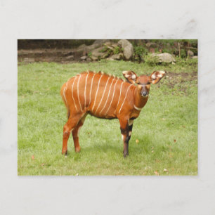 african bongo 1 postcard