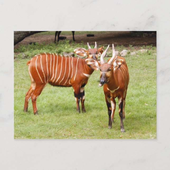 african bongo 3 postcard (Front)