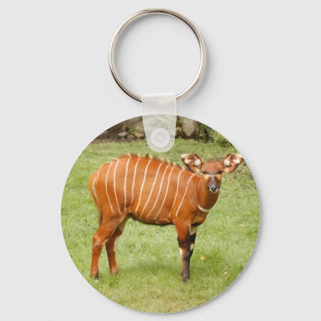 African Bongo Key Ring (Front)