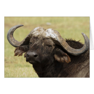 African Buffalo, Syncerus caffer