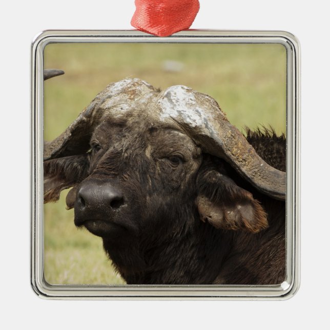 African Buffalo, Syncerus caffer Metal Tree Decoration (Front)