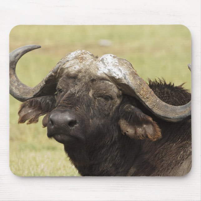 African Buffalo, Syncerus caffer Mouse Pad (Front)