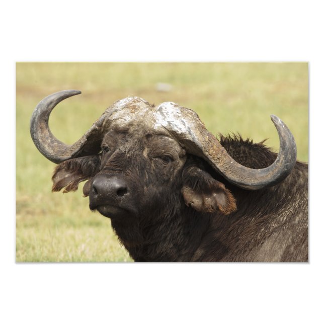 African Buffalo, Syncerus caffer Photo Print (Front)