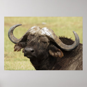 African Buffalo, Syncerus caffer, standing in Poster