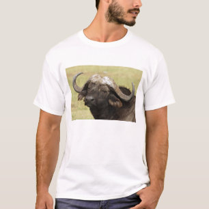 African Buffalo, Syncerus caffer T-Shirt