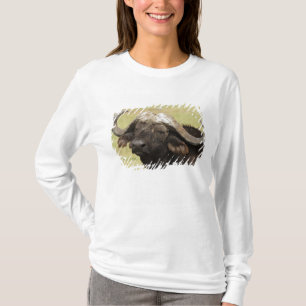 African Buffalo, Syncerus caffer T-Shirt