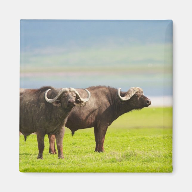 African buffaloes magnet (Front)