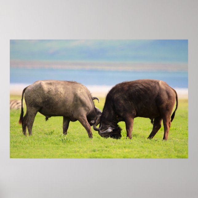 African buffaloes poster (Front)