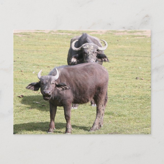 African buffalos postcard (Front)