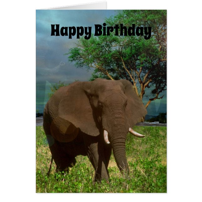 African Bull Elephant, Birthday Card (Front)