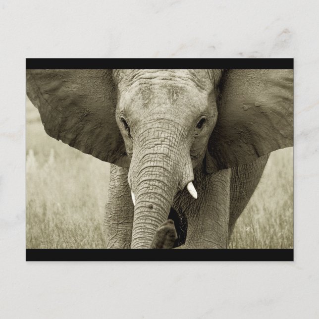 African Bull Elephant postcard (customise) (Front)
