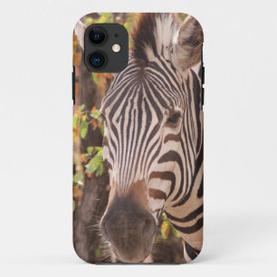 African Burchell's zebra with stripes in bushveld Case-Mate iPhone Case