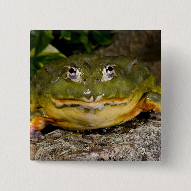 African Burrowing Bullfrog, Pyxicephalus 15 Cm Square Badge (Front)