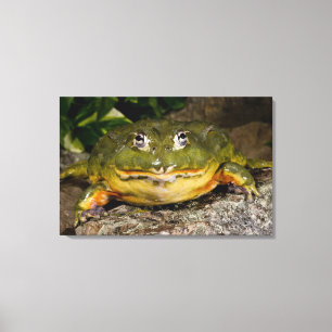 African Burrowing Bullfrog, Pyxicephalus 2 Canvas Print