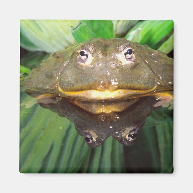 African Burrowing Bullfrog, Pyxicephalus 2 Magnet (Front)