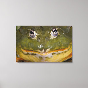 African Burrowing Bullfrog, Pyxicephalus Canvas Print