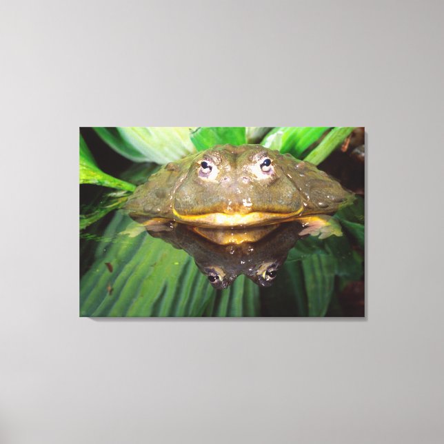 African Burrowing Bullfrog, Pyxicephalus Canvas Print (Front)