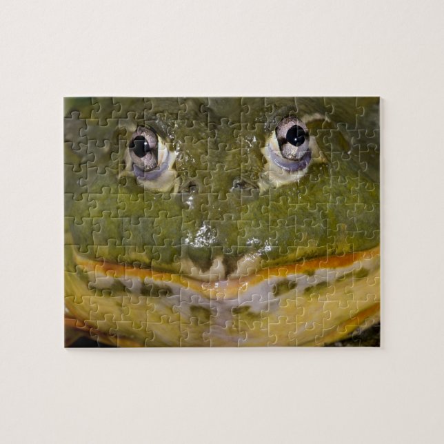 African Burrowing Bullfrog, Pyxicephalus Jigsaw Puzzle (Horizontal)