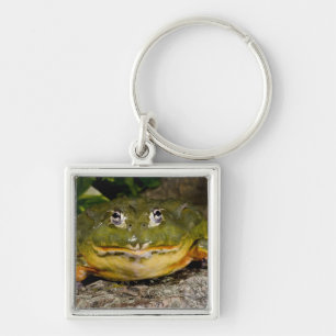 African Burrowing Bullfrog, Pyxicephalus Key Ring