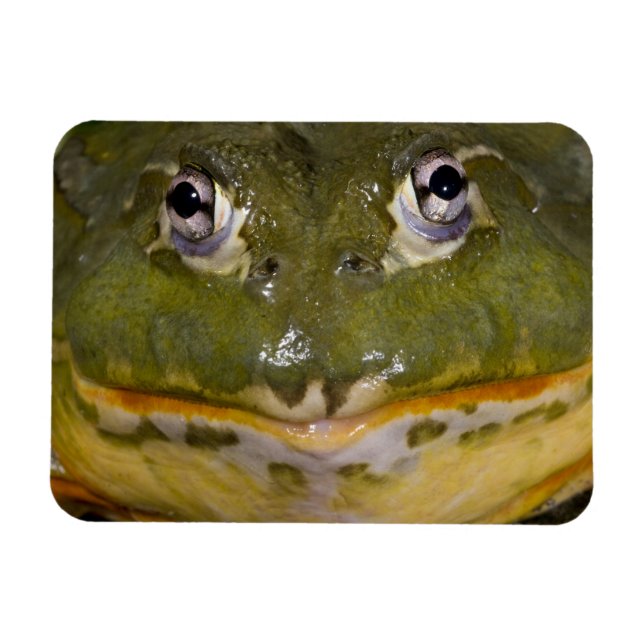 African Burrowing Bullfrog, Pyxicephalus Magnet (Horizontal)