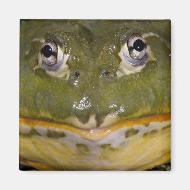 African Burrowing Bullfrog, Pyxicephalus Magnet (Front)