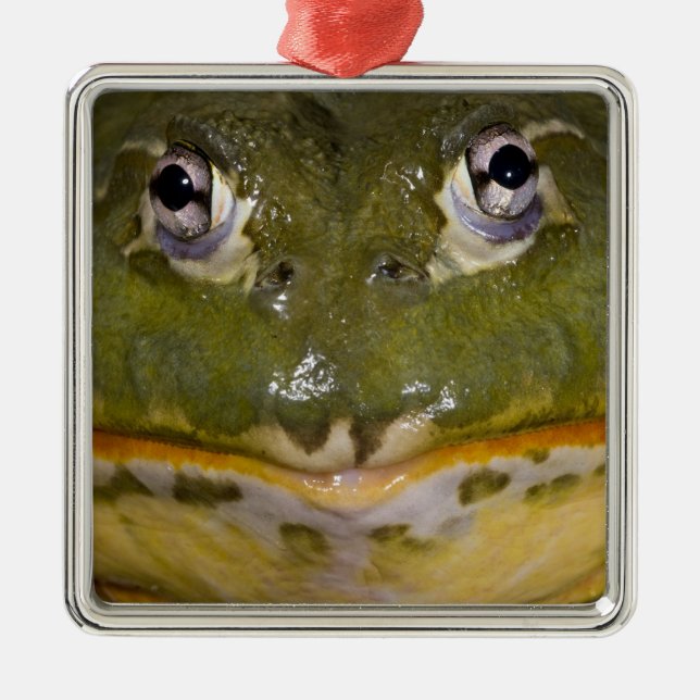 African Burrowing Bullfrog, Pyxicephalus Metal Tree Decoration (Front)