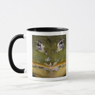 African Burrowing Bullfrog, Pyxicephalus Mug