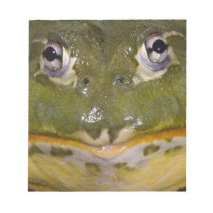 African Burrowing Bullfrog, Pyxicephalus Notepad
