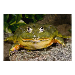 African Burrowing Bullfrog, Pyxicephalus Photo Print