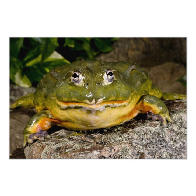 African Burrowing Bullfrog, Pyxicephalus Photo Print (Front)