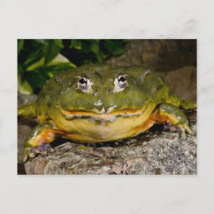 African Burrowing Bullfrog, Pyxicephalus Postcard