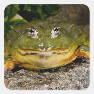 African Burrowing Bullfrog, Pyxicephalus Square Sticker