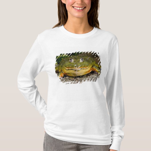 African Burrowing Bullfrog, Pyxicephalus T-Shirt (Front)