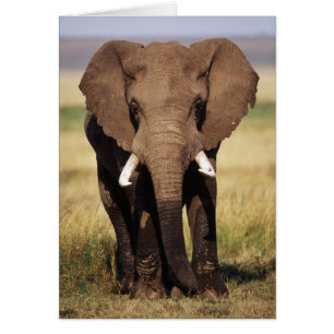 African Bush Elephant