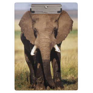 African Bush Elephant Clipboard