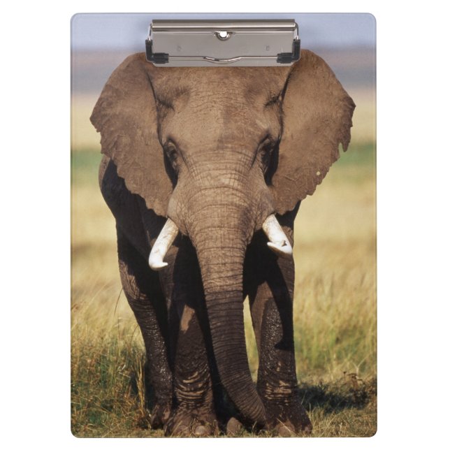 African Bush Elephant Clipboard (Front)