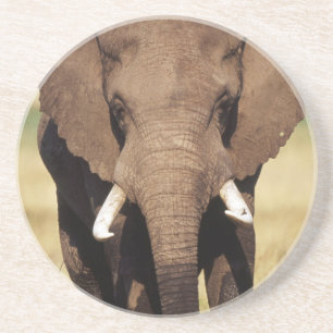 African Bush Elephant Coaster