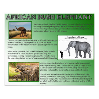 African Bush Elephant Photo Print