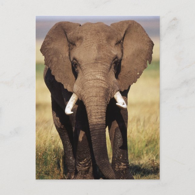 African Bush Elephant Postcard (Front)