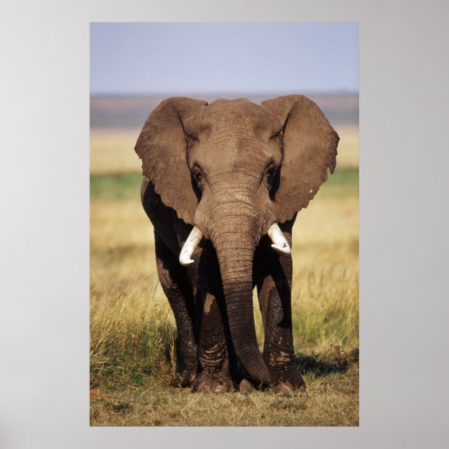 African Bush Elephant Poster (Front)