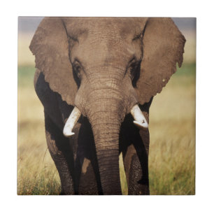 African Bush Elephant Tile